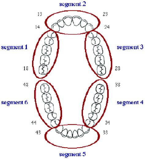 Oral Cavity Divided Into Six Sextants Sextantsegment 1 Upper Right