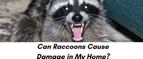 Can Raccoons Cause Damage Critter Control Of The Triangle