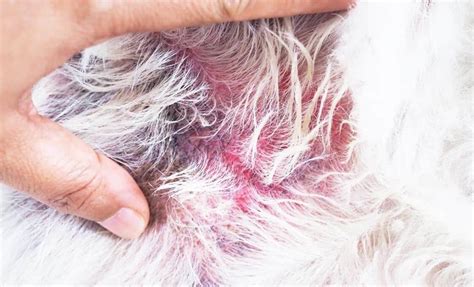 Preventing And Treating Heat Rash On Dogs