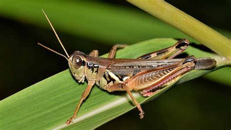 How Are Crickets Gryllus Bimaculatus