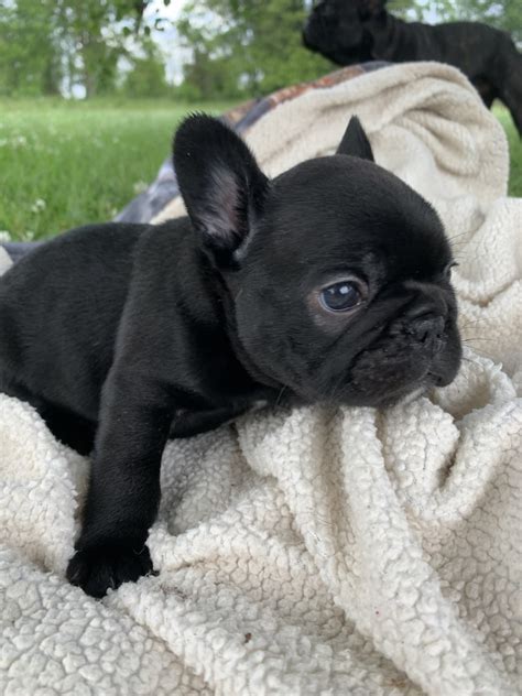 See more ideas about bulldog, french bulldog, cute animals. French Bulldog Puppies For Sale | Oak Grove, LA #329012