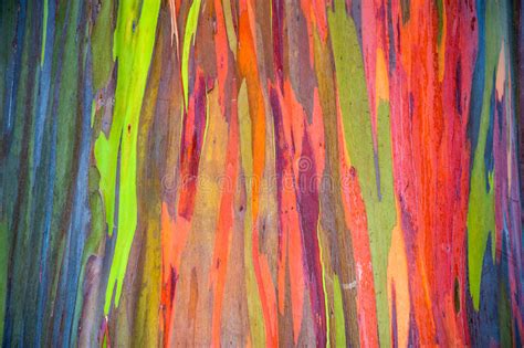 Horizontal Rainbow Eucalyptus Tree Bark Stock Image