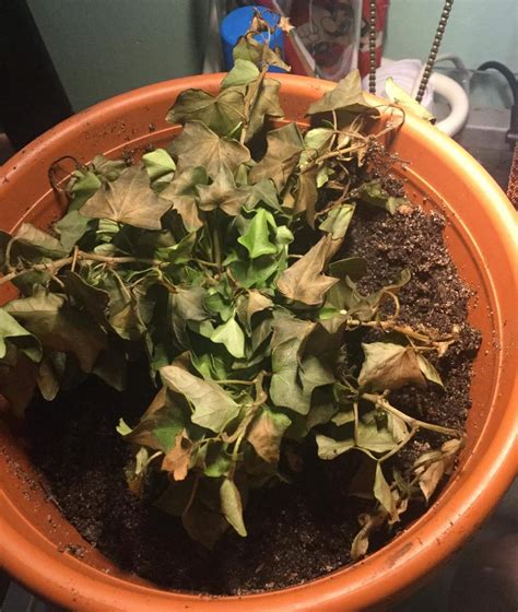 Indoor Ivy Plant Turning Brown