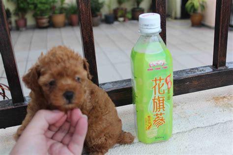 Lovelypuppy Female Toy Poodle Rm699 Only
