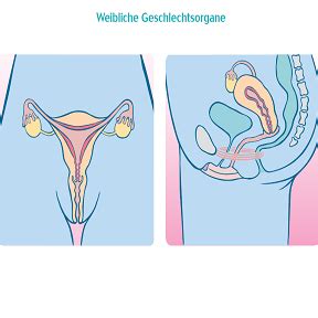 Read reviews from world's largest community for readers. Männliche + weibliche Geschlechtsorgane | Aufklärungsstunde