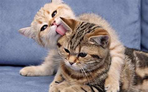 Two Kittens Playing Full Hd Desktop Wallpapers 1080p