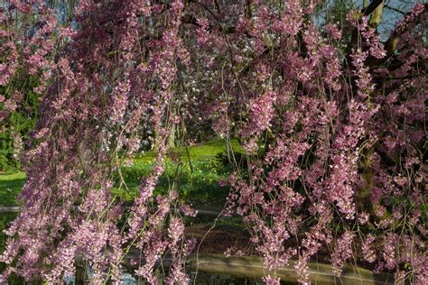 Weeping Cherry Tree Size All The Facts