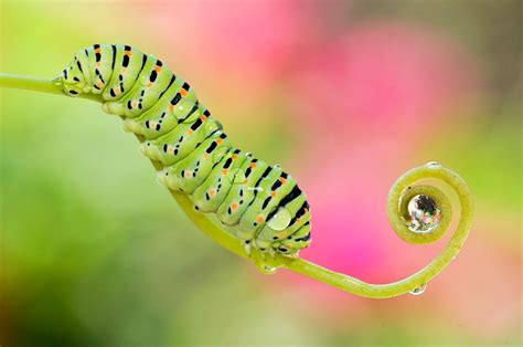 30 Award Winning Macro Photography Examples And 10 Tips For Beginners