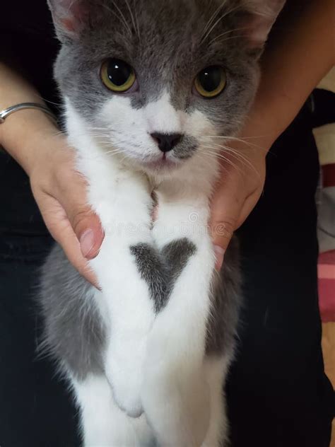 A Cat S Birthmark Becomes A Heart Stock Image Image Of Makeup Eyes