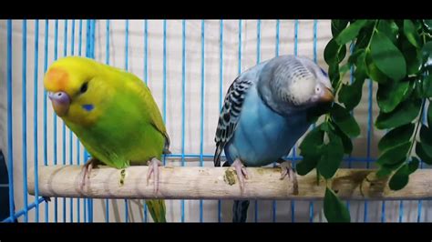 Budgies Singing Singing Birds Budgies Eating Leaves Relaxing Bird