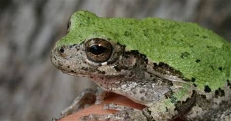 Identical tree frog species distinguishable only by call