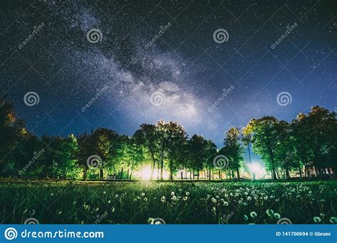 Green Trees Woods In Park Under Night Starry Sky In Violet Color
