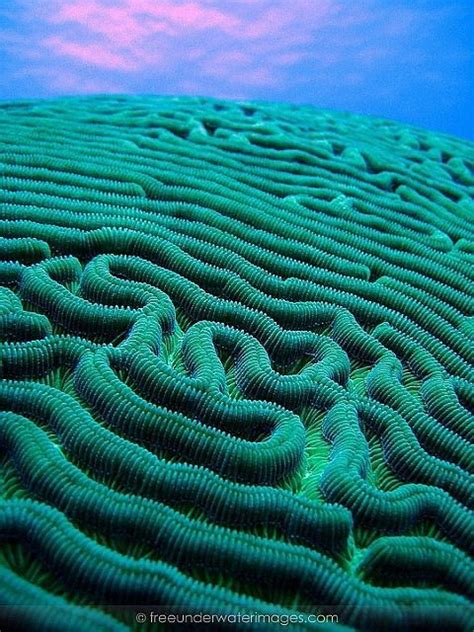 Brain Coral Great Barrier Reef Australia Brain Coral Ocean