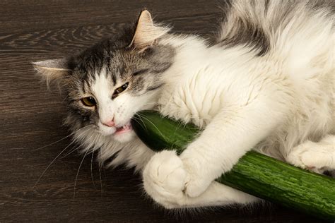 Dlaczego koty boją się ogórków Oto odpowiedź blog sklepu apetete
