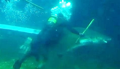 Pregnant Ragged Tooth Shark Shreds Divers Arm Who Was Administering A Checkup The Inertia