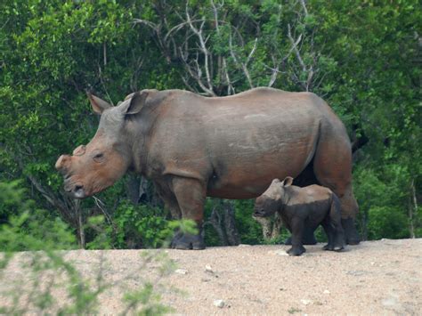 Rhino Horn Trade Should Be Legalized To Stave Off Extinction