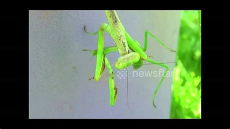 Female Praying Mantis Bites Head Off Mate Youtube