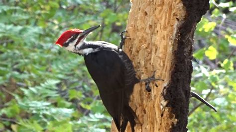 Woodpecker At Yosemite Youtube