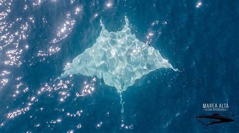 Mesmerizing Sight Of Huge Rare Magnificent Albino Manta Ray Caught On