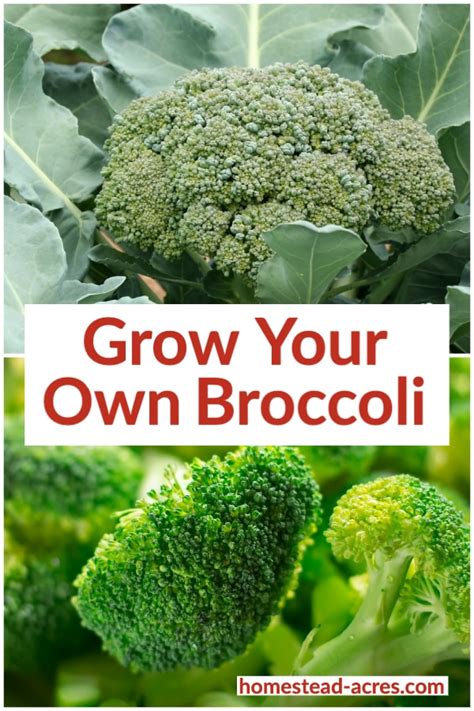 How To Grow Broccoli Grow The Best Broccoli Plants Homestead Acres