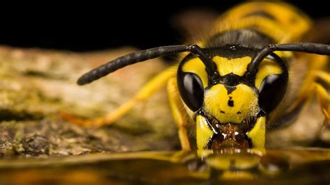 Yellow And Black Insect Animals Insect Wasps Hd Wallpaper