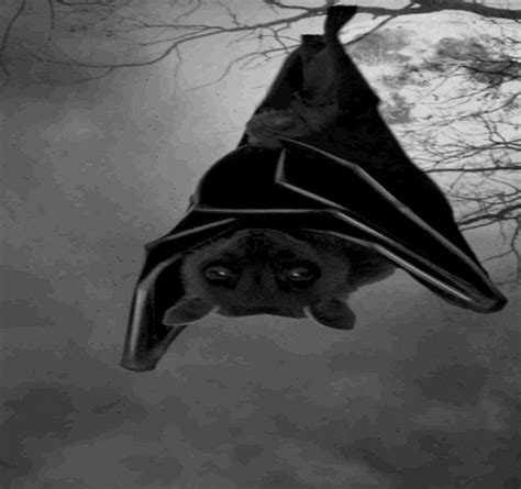 Hanging Bat Digital Art By Francois Cusson