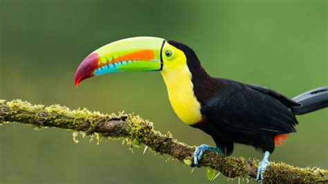 Animals Exotic Birds Toucan Colorful Birds On A Branch Photography 4k Wallpaper Download For