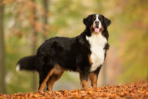 Bernese Mountain Dog Your Dog