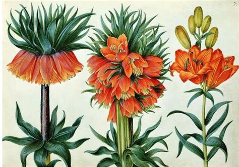 Famous Botanical Artists Botanical Art And Artists