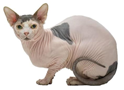 Top 10 Strangest Cats In The World