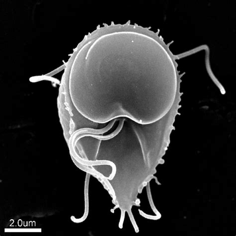 Ick Giardia Parasites Genetic Code Cracked