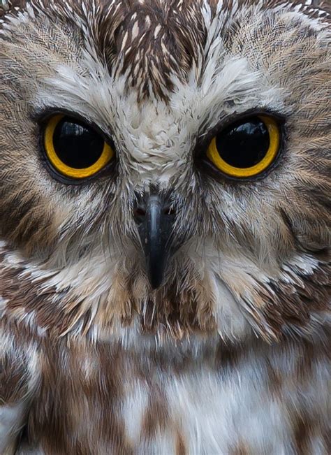 Photos Of Eyes Owl Photos Owl Pictures Funny Animal Pictures Wild