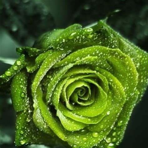 Green Things Pinned By Erica Geurts Beautiful Roses Green Rose