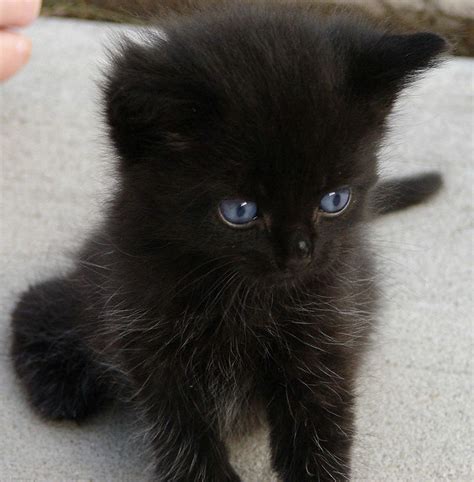 Black Kitten Cute Black Cats Cute Black Kitten Cat With Blue Eyes