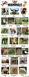List of Mammals in English: Different Types of Mammals with Pictures • 7ESL