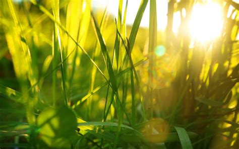 Wallpaper Sunlight Field Green Yellow Light Leaf Flower Meadow