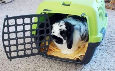 8 Best Rabbit Carriers In The Market Here Bunny