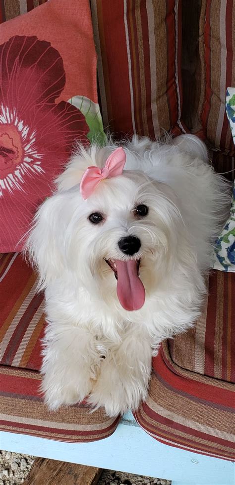A Small White Dog With A Pink Bow On Its Head Sitting On A Striped Chair