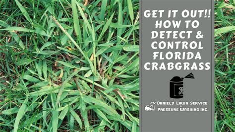 How To Detect And Control Florida Crabgrass Welcome To Daniels Lawn