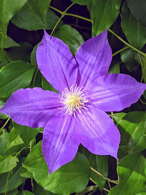 The Blooming Clematis The Martha Stewart Blog