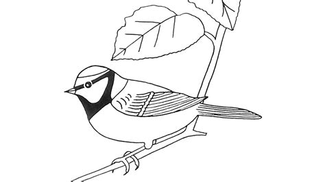 Dibujo De Aves Para Colorear Y Pintar 1035
