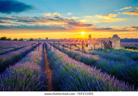 French Lavender Field Sunset Stock Photo 769151401 Shutterstock