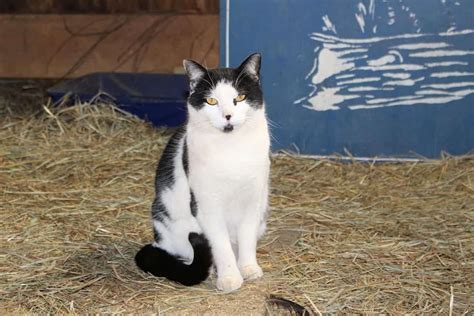 40 Barn Cats In Need Of Immediate Homes Elderly Owner Sadly Cant Keep
