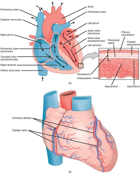 Mammalian Heart And Blood Vessels Boundless Biology