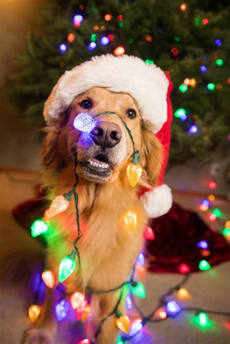 Golden Retriever Dog Wrapped Colorful Christmas Golden Retriever