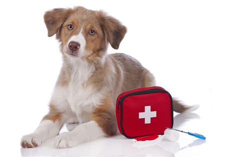 Canine Safety First The Importance Of Dog First Aid Kits St Paul