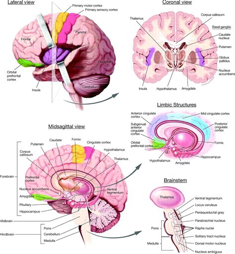 Coronal Brain Anatomy Brain Anatomy Coronal Radiata Brain Anatomy
