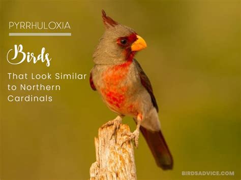 5 Birds That Look Like Cardinals Northern Cardinal
