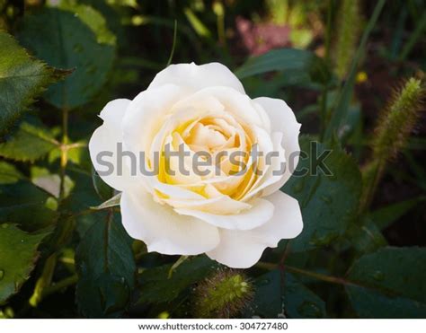 Delicate White Rose Blooms Garden Stock Photo 304727480 Shutterstock