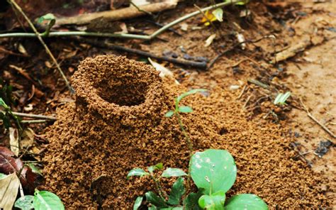 Where Do Ants Live Wonderopolis